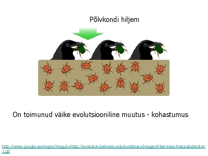 Põlvkondi hiljem On toimunud väike evolutsiooniline muutus - kohastumus http: //www. google. ee/imgres? imgurl=http: