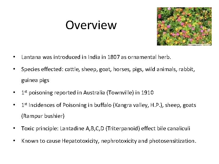 Overview • Lantana was introduced in India in 1807 as ornamental herb. • Species