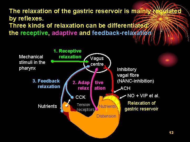 The relaxation of the gastric reservoir is mainly regulated by reflexes. Three kinds of