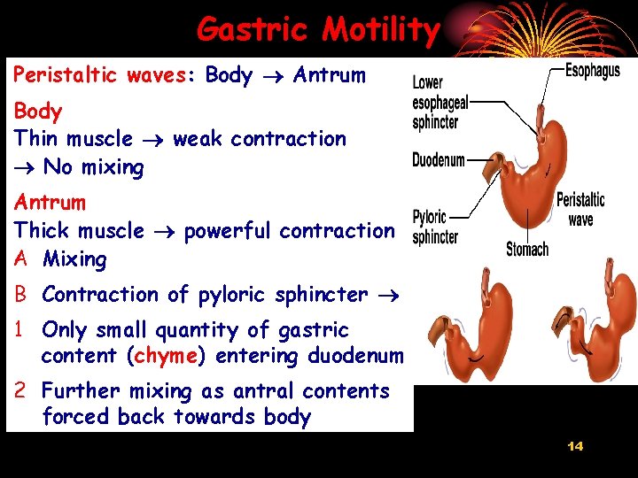 Gastric Motility Peristaltic waves: Body Antrum Body Thin muscle weak contraction No mixing Antrum