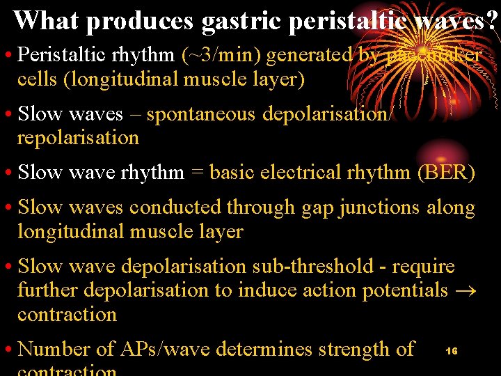 What produces gastric peristaltic waves? • Peristaltic rhythm (~3/min) generated by pacemaker cells (longitudinal