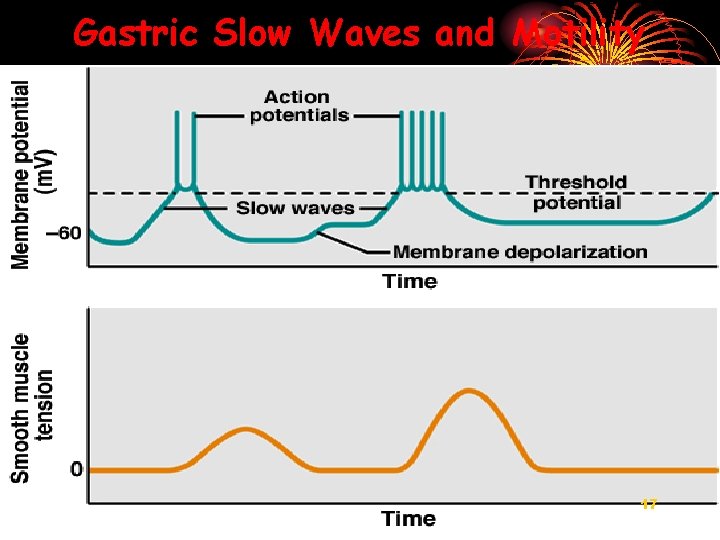 Gastric Slow Waves and Motility 17 