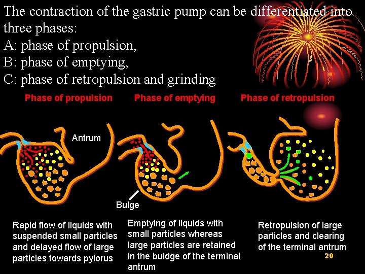 The contraction of the gastric pump can be differentiated into three phases: A: phase