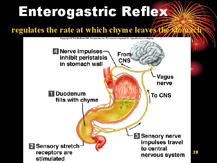 Enterogastric Reflex regulates the rate at which chyme leaves the stomach 28 