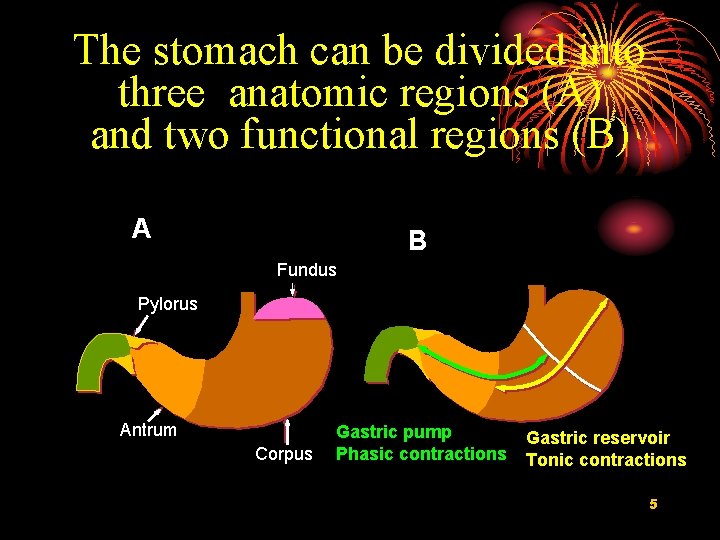 The stomach can be divided into three anatomic regions (A) and two functional regions
