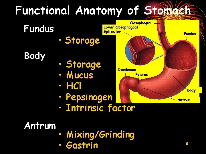 Functional Anatomy of Stomach Fundus Body Antrum • Storage • • • Oesophagus Lower