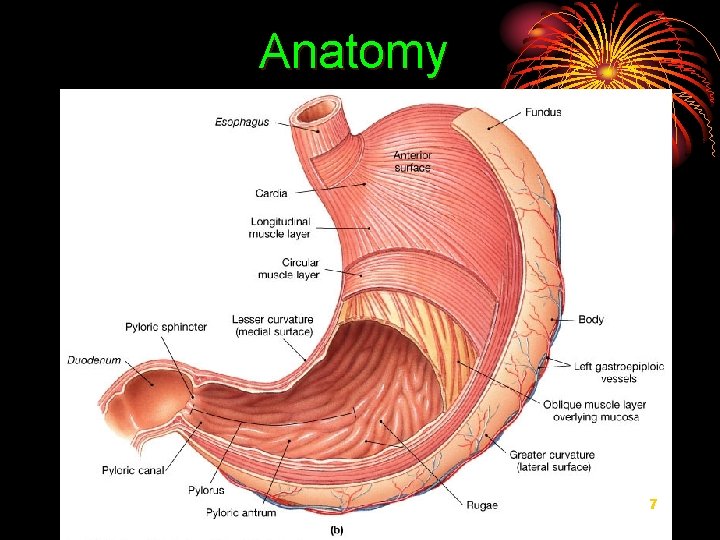 Anatomy 7 