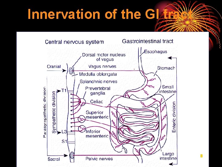 Innervation of the GI tract 8 