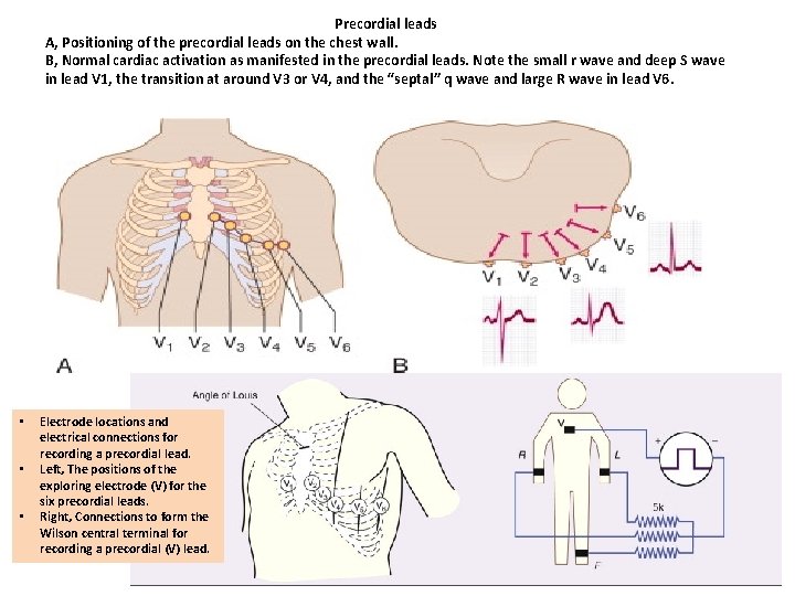 Precordial leads A, Positioning of the precordial leads on the chest wall. B, Normal