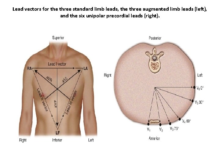 Lead vectors for the three standard limb leads, the three augmented limb leads (left),