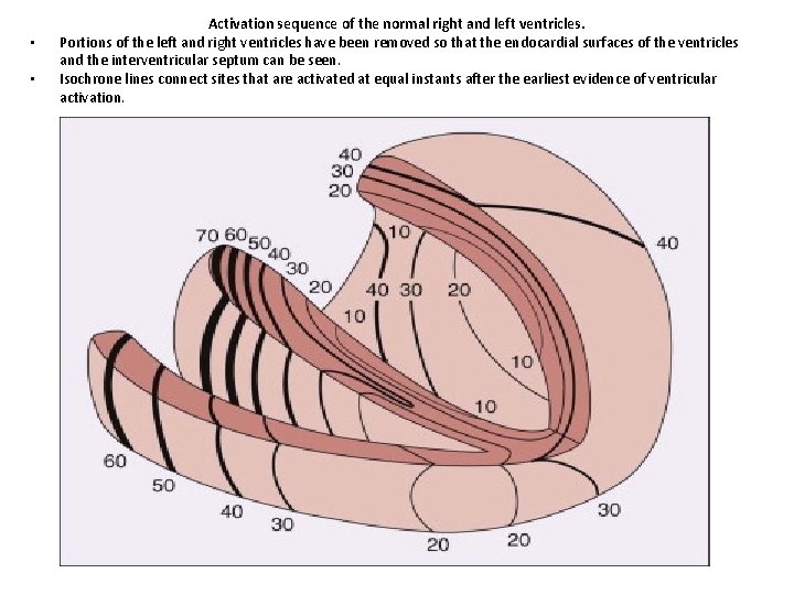  • • Activation sequence of the normal right and left ventricles. Portions of