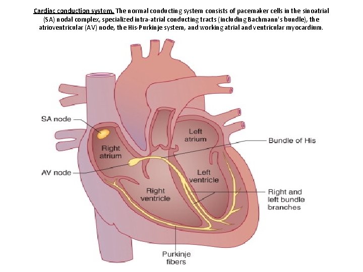 Cardiac conduction system. The normal conducting system consists of pacemaker cells in the sinoatrial