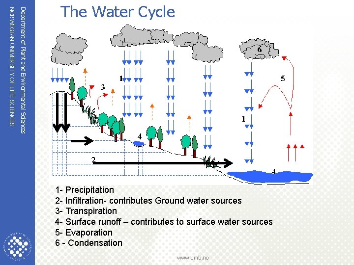 Department of Plant and Environmental Sciences NORWEGIAN UNIVERSITY OF LIFE SCIENCES The Water Cycle Department of Plant and Environmental Sciences NORWEGIAN UNIVERSITY OF LIFE SCIENCES The Water Cycle