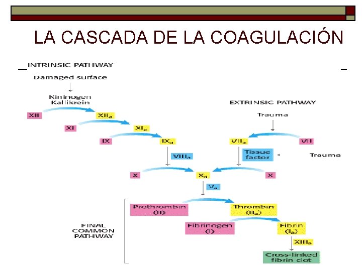 COAGULACIN INTRAVASCULAR DISEMINADA EN OBSTETRICIA COAGULOPATIA
