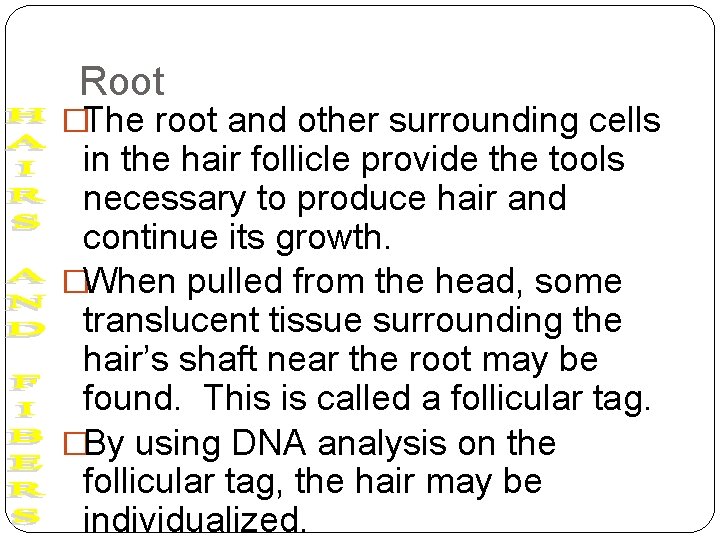Root �The root and other surrounding cells in the hair follicle provide the tools