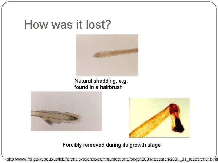 How was it lost? Natural shedding, e. g. found in a hairbrush Forcibly removed