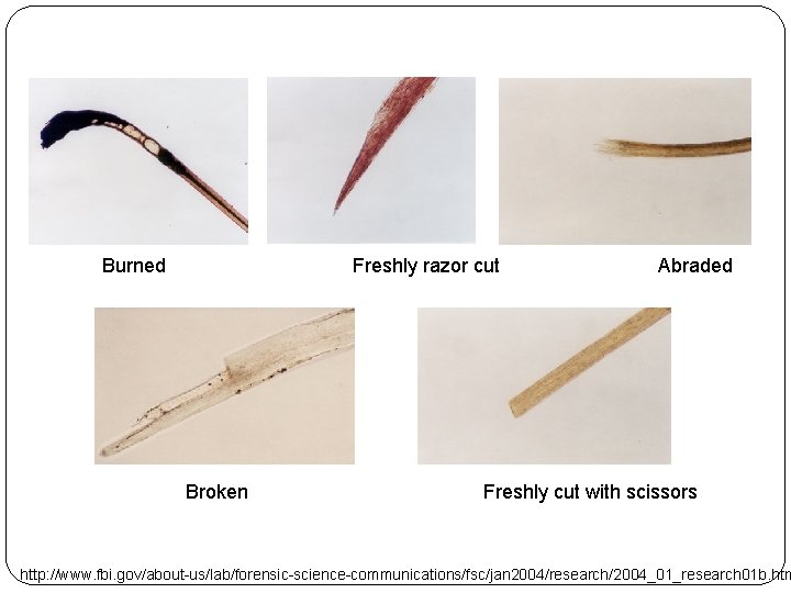 Burned Freshly razor cut Broken Abraded Freshly cut with scissors http: //www. fbi. gov/about-us/lab/forensic-science-communications/fsc/jan