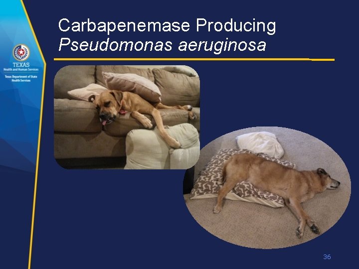 Carbapenemase Producing Pseudomonas aeruginosa • 36 