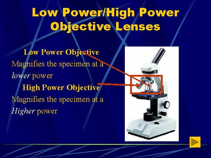 Low Power/High Power Objective Lenses Low Power Objective Magnifies the specimen at a lower