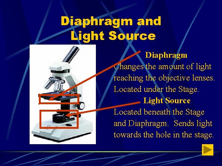 Diaphragm and Light Source Diaphragm Changes the amount of light reaching the objective lenses.