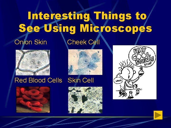 Interesting Things to See Using Microscopes Onion Skin Cheek Cell Red Blood Cells Skin