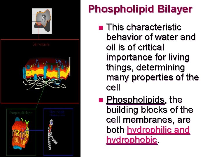 Phospholipid Bilayer This characteristic behavior of water and oil is of critical importance for