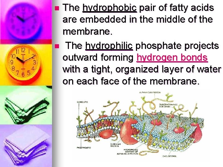 The hydrophobic pair of fatty acids are embedded in the middle of the membrane.