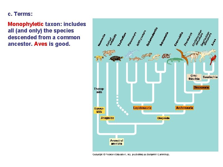 c. Terms: Monophyletic taxon: includes all (and only) the species descended from a common