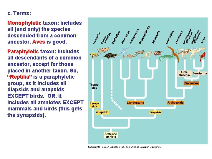 c. Terms: Monophyletic taxon: includes all (and only) the species descended from a common