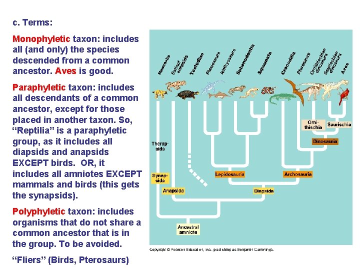 c. Terms: Monophyletic taxon: includes all (and only) the species descended from a common