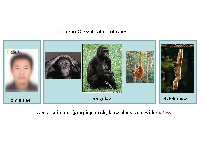 Linnaean Classification of Apes Hominidae Pongidae Hylobatidae Apes = primates (grasping hands, binocular vision)