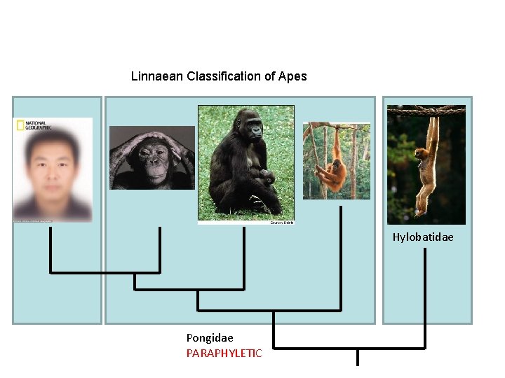 Linnaean Classification of Apes Hylobatidae Pongidae PARAPHYLETIC 