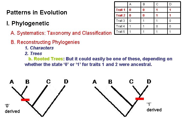 A B C D Patterns in Evolution Trait 1 0 0 1 1 Trait