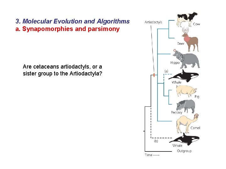 3. Molecular Evolution and Algorithms a. Synapomorphies and parsimony Are cetaceans artiodactyls, or a