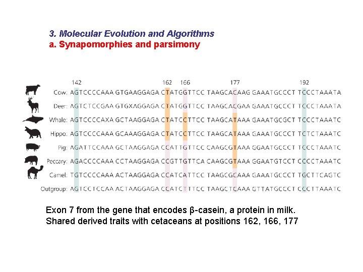 3. Molecular Evolution and Algorithms a. Synapomorphies and parsimony Exon 7 from the gene