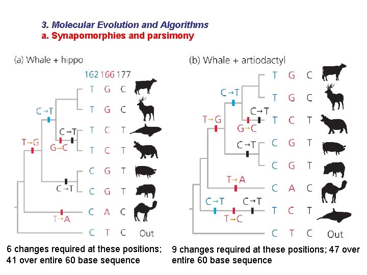 3. Molecular Evolution and Algorithms a. Synapomorphies and parsimony 6 changes required at these
