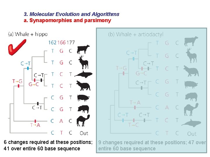 3. Molecular Evolution and Algorithms a. Synapomorphies and parsimony 6 changes required at these