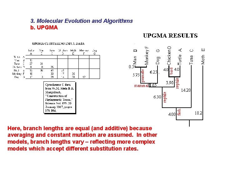 3. Molecular Evolution and Algorithms b. UPGMA Here, branch lengths are equal (and additive)
