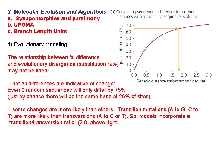 3. Molecular Evolution and Algorithms a. Synapomorphies and parsimony b. UPGMA c. Branch Length