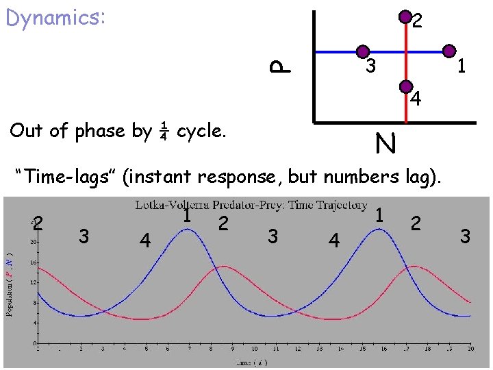 Dynamics: 2 P 3 1 4 Out of phase by ¼ cycle. N “Time-lags”