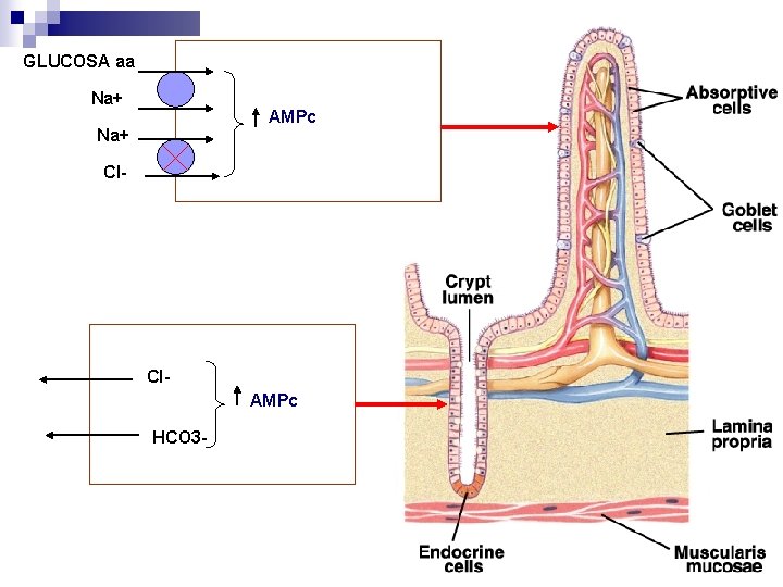 GLUCOSA aa Na+ AMPc Na+ Cl- Cl AMPc HCO 3 - 