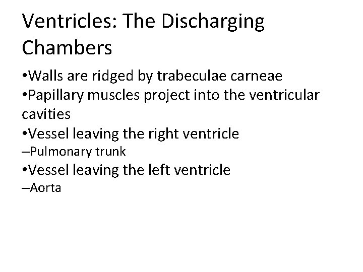 Ventricles: The Discharging Chambers • Walls are ridged by trabeculae carneae • Papillary muscles