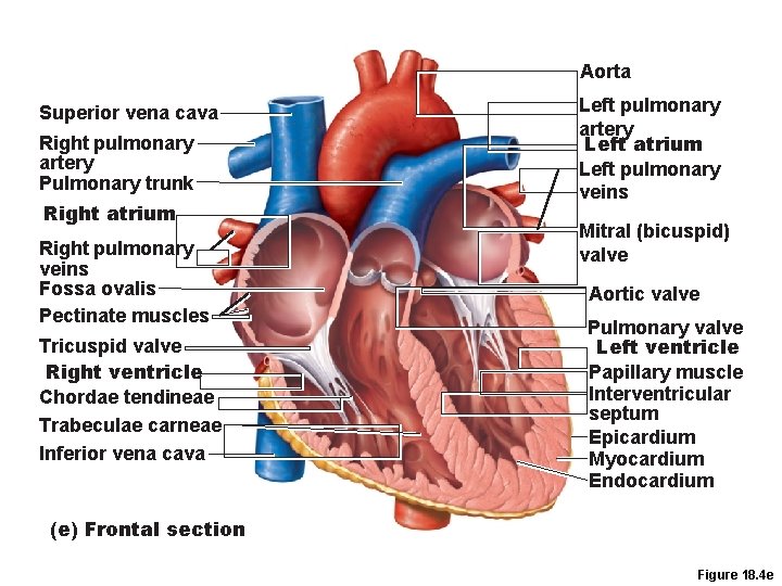 Aorta Superior vena cava Right pulmonary artery Pulmonary trunk Right atrium Right pulmonary veins