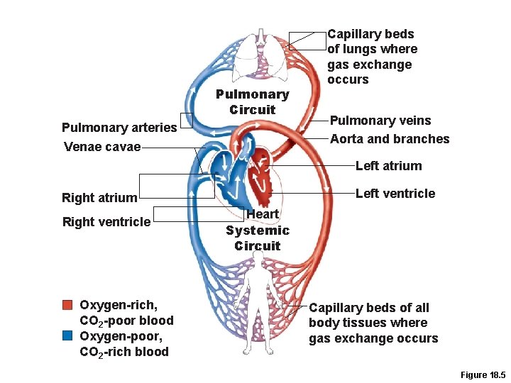 Pulmonary Circuit Pulmonary arteries Venae cavae Capillary beds of lungs where gas exchange occurs