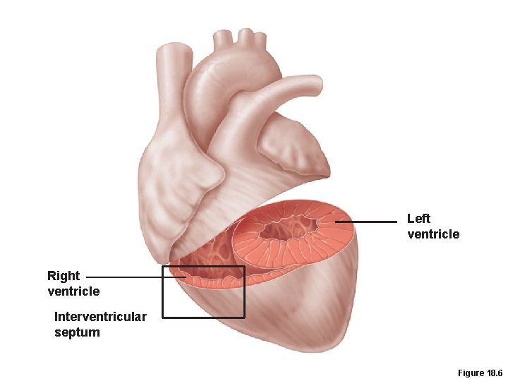 Left ventricle Right ventricle Interventricular septum Figure 18. 6 