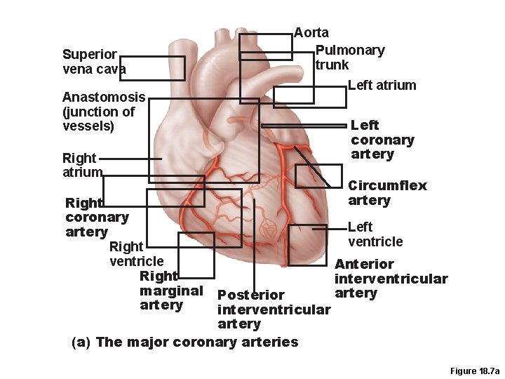 Superior vena cava Aorta Pulmonary trunk Anastomosis (junction of vessels) Right atrium Right coronary