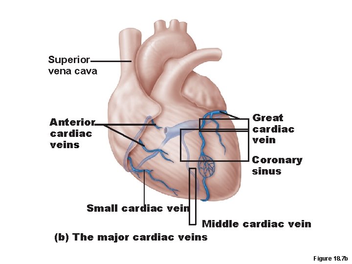 Superior vena cava Anterior cardiac veins Great cardiac vein Coronary sinus Small cardiac vein