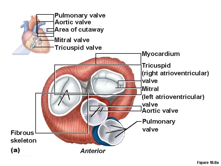 Myocardium Pulmonary valve Aortic valve Tricuspid Area of cutaway (right atrioventricular) Mitral valve Tricuspid