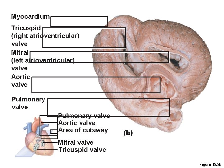 Myocardium Tricuspid (right atrioventricular) valve Mitral (left atrioventricular) valve Aortic valve Pulmonary valve Aortic