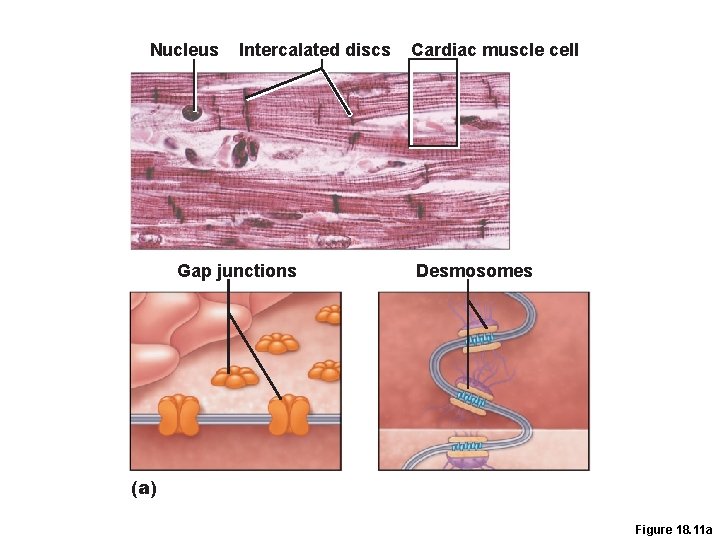 Nucleus Intercalated discs Gap junctions Cardiac muscle cell Desmosomes (a) Figure 18. 11 a